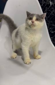 Bsh Blh Bicolour male female