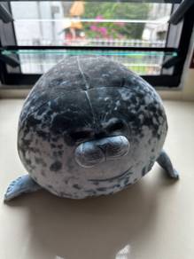 Cute and Cuddly Baby Seal