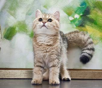 british shorthair golden sell RM4,400