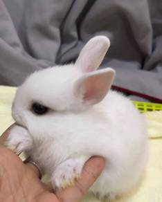 Cute rabbit