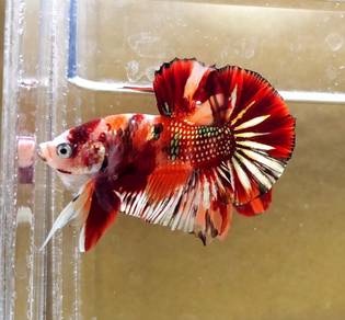 Copper Candy Plakat HMPK Betta Fish/Ikan Laga/ 