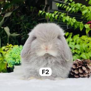 Holland lop rabbit