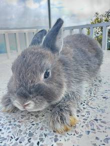 Netherland Dwarf Rabbits | Penang  