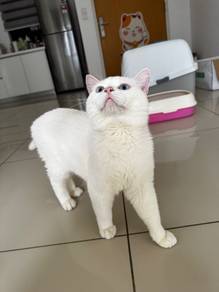 Non Standard Munchkin BSH White Blue Eyes