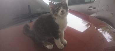 Rehome a male DLH kitten