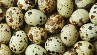 telur puyuh