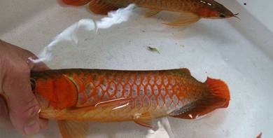 arowana super red 10 inch -wholesale price
