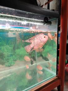 parrot fish