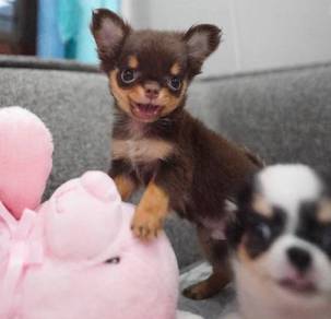 CHIHUAHUA PUPPIES VIP113🌷Head Apple Cute Dog Boy