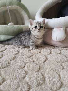 munchkin 