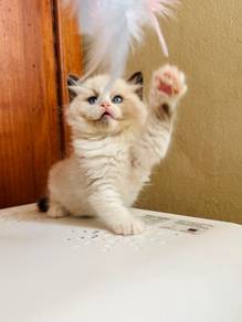 Ragdoll