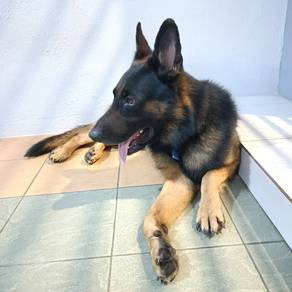 German Shepherd