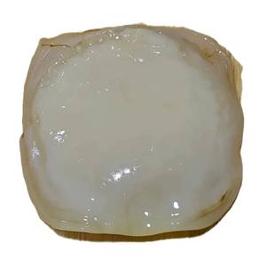 Kombucha SCOBY Starter Tea Home Brewing Set