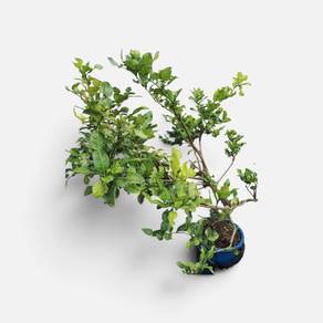 pokok limau purut 