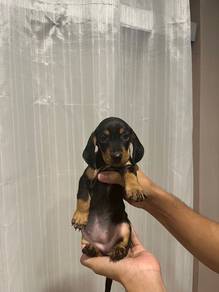 Dachshund Puppy - 01