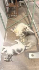 Kitten free for adoption