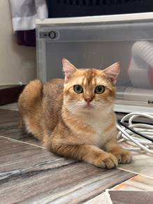 BSH Golden (Jantan)