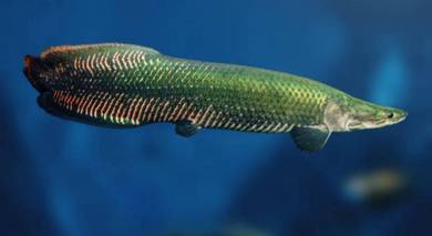 Arapaima fish 