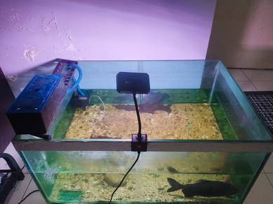 Aquarium 4×2ft for sale