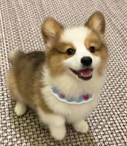 Welsh Corgi