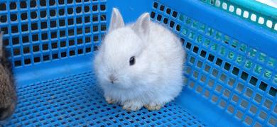 Rabbit 