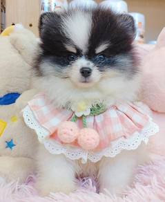 Pomeranian