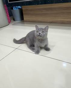 Super short munchkin kitten