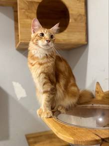 Mainecoon certificate