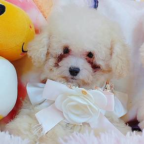 Poodle
