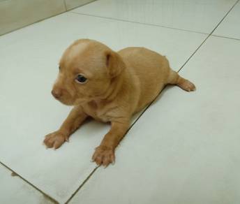3 weeks old female Chihuahua 