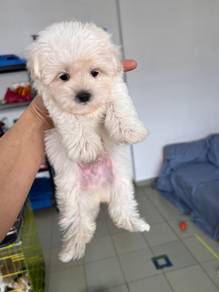Maltipoo