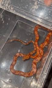 Corn Snake