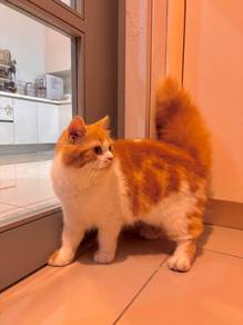 mix persian cat