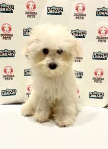 v47 Cute Poochon Dog