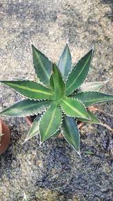 Agave Variegata Untuk Landskap Rumah