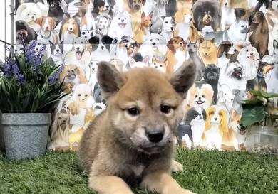 Shiba inu puppies mka and chips