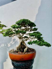 Bonsai Sancang OTR Medium