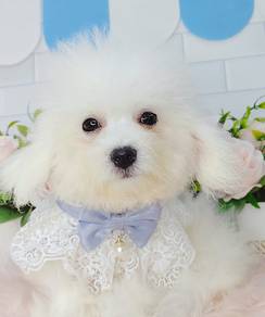Bichon Frise