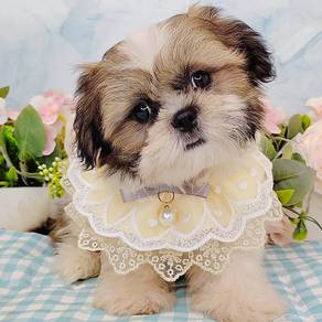 Shih Tzu