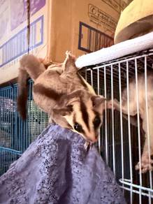 Sugar Glider