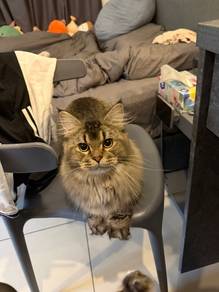 Munchkin Cat