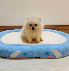 Pomeranian Short Leg Tiny Male Puppy