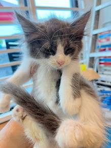 gray kitten / anak kucing