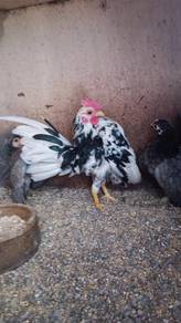 ayam serama 