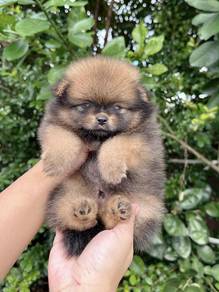 Tiny Pomeranian 
