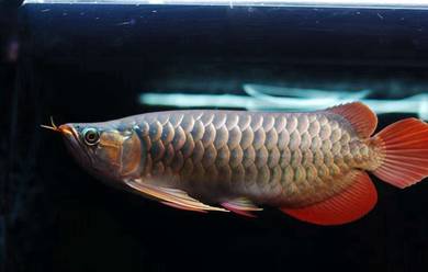 arowana chili red 16 inch -wholesale price