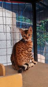kittens bengal 