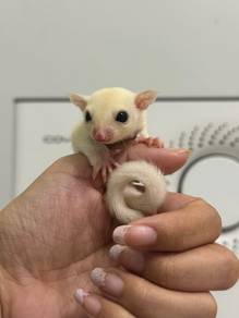 Lue Sugar Glider Female （Jinak）