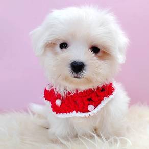 Maltese