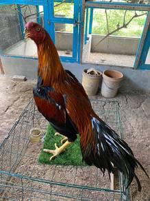 ayam assel cross